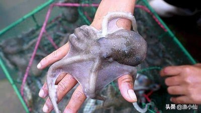 ​海洋中,章鱼有几个触手-（海洋中章鱼有几只触手）