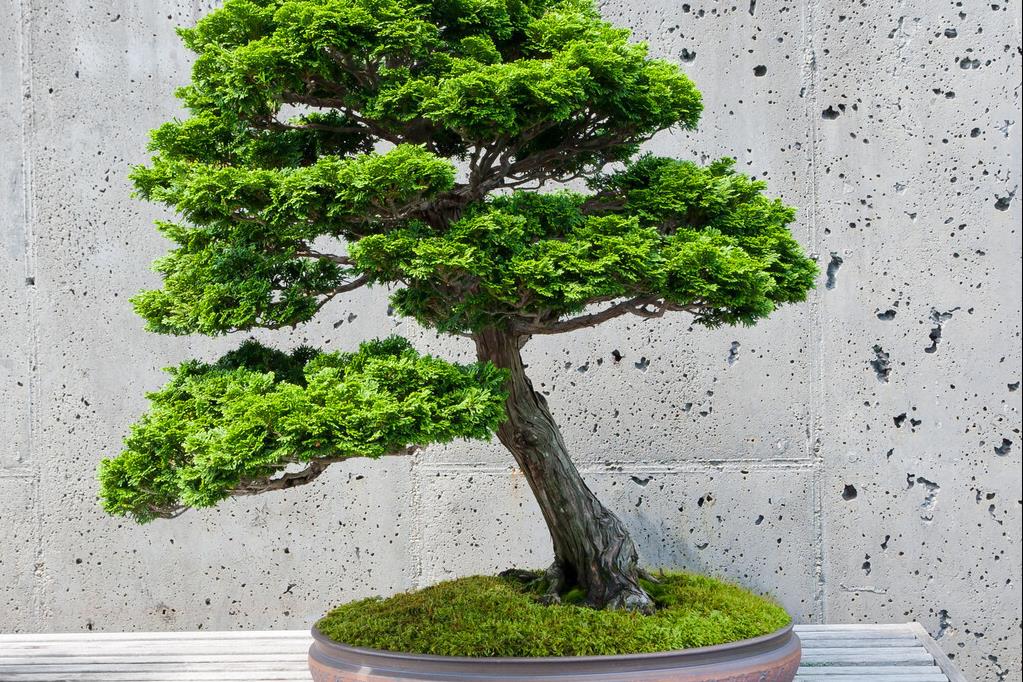 福建茶盆景得养护方法和注意事项(福建茶盆景的养殖方法和注意事项)