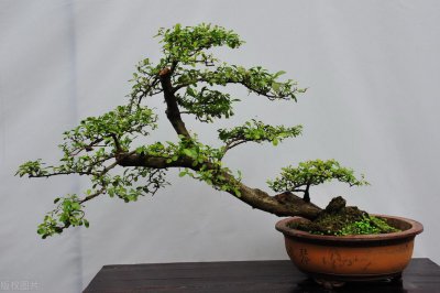 ​福建茶盆景得养护方法和注意事项（福建茶盆景的养殖方法和注意事项）