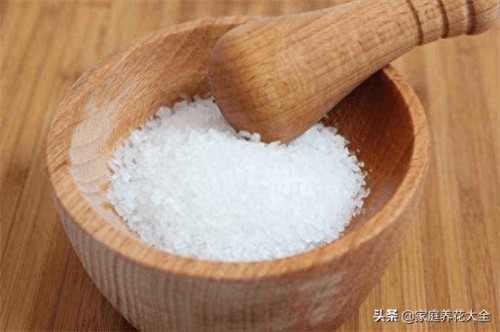 无壳的蜗牛是什么(没壳的蜗牛为啥跑家里)
