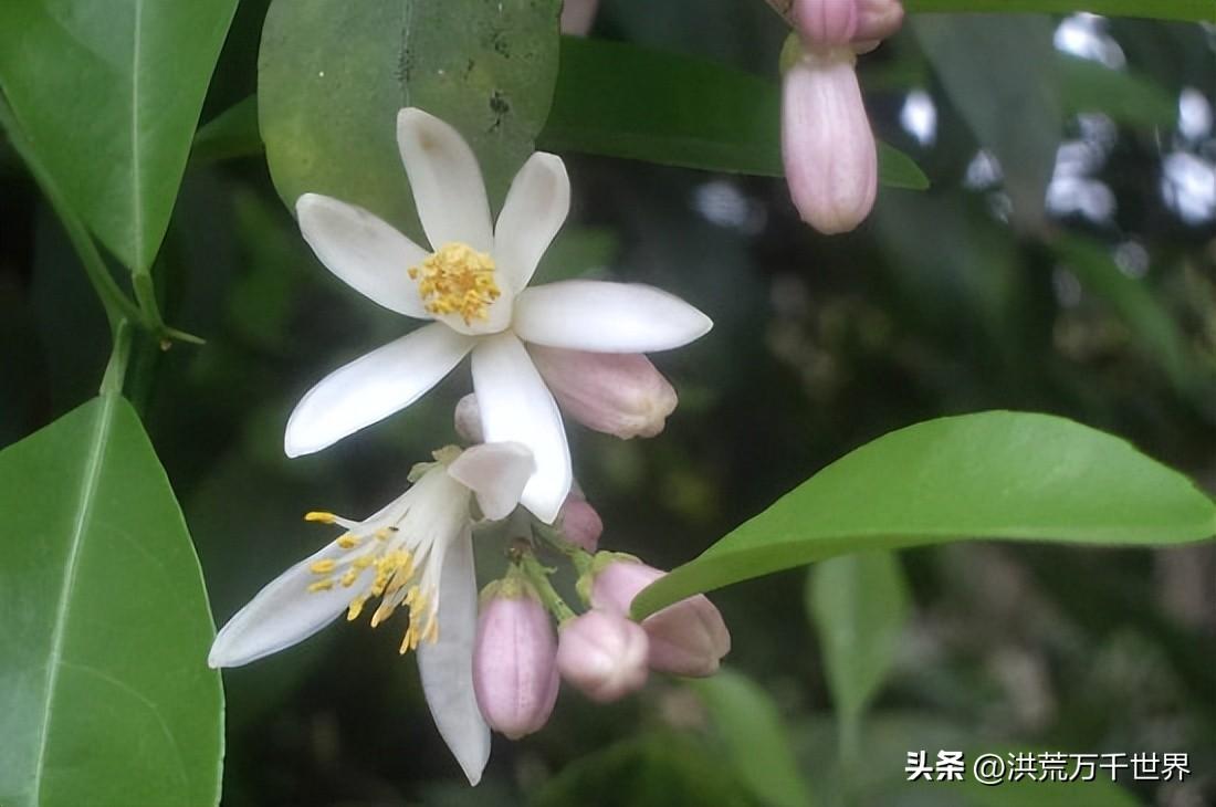 橙花是什么味道(橙花的味道)