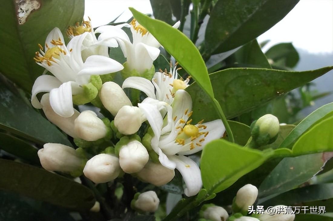橙花是什么味道(橙花的味道)