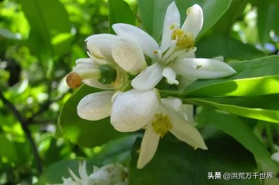 ​橙花是什么味道(橙花的味道)
