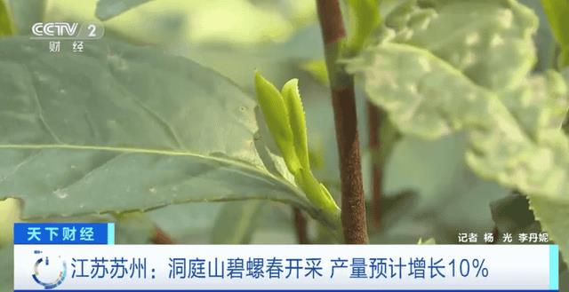 碧螺春是哪个地方产的(碧螺春是哪里产的)