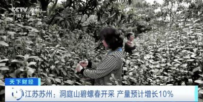 ​碧螺春是哪个地方产的（碧螺春是哪里产的）