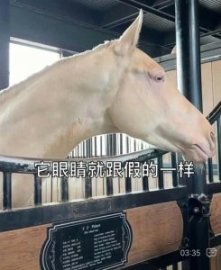 ​汗血宝马最贵多少钱一匹（汗血宝马多少钱一匹）