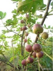 ​无花果会开花吗-（无花果会开花吗）