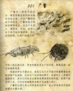​尸鳖是什么？尸鳖图片