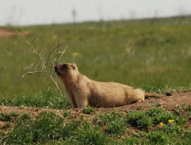 ​marmot土拨鼠自行车(土拨鼠自行车是台湾哪个公司代工的)