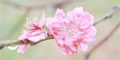 ​桃花星代表什么意思？桃花星查法？