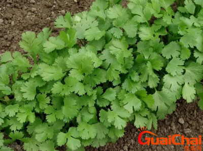 ​芫荽的读音是什么？芫荽什么意思？
