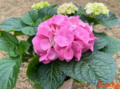​绣球花的花语是什么？绣球花的花语和寓意