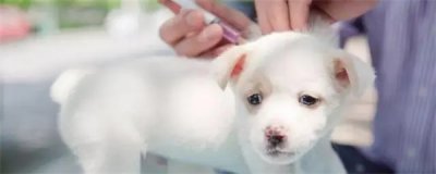 ​狗瘟潜伏期打疫苗有效吗