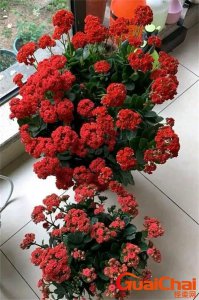 ​长寿花怎么养才能养好 长寿花怎么养殖方法