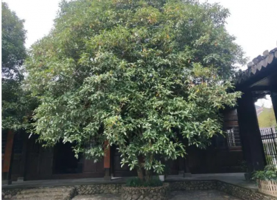 ​木犀树属于什么科：根据植物学的分类标准