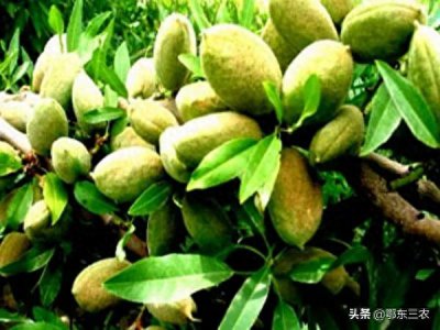 ​巴旦木是桃子核还是杏子核，究竟是什么植物？