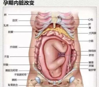 ​人体内脏 女性怀孕后“内脏”会发生什么变化？一张图告诉你答案