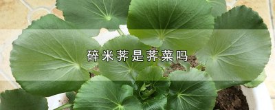 ​碎米荠是荠菜吗能吃吗 碎米荠荠和荠菜区别和功效