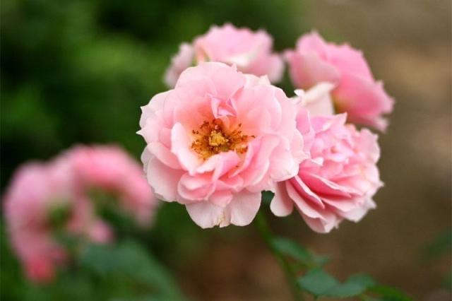 情感情人节花束图片大全 3