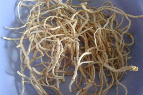 鱼腥草和蒲公英的区别 蒲公英与鱼腥草能同吃吗 鱼腥草和蒲公英的区别 蒲公英与鱼腥草能同吃吗