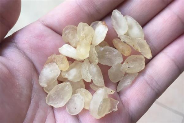 皂角米颜色越来越黄是坏了吗 皂角米发黄了还能吃吗 皂角米颜色越来越黄是坏了吗 皂角米发黄了还能吃吗