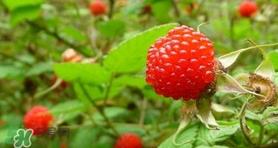 野草莓怎么吃?野草莓怎么清洗 野草莓怎么吃?野草莓怎么清洗