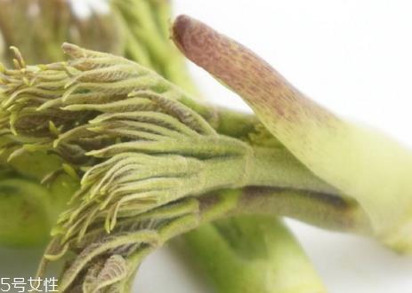 刺老芽怎么种植 刺老芽什么时候种植 刺老芽怎么种植 刺老芽什么时候种植