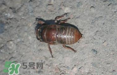 幼蝉猴怎么做好吃?幼蝉猴有什么营养价值 幼蝉猴怎么做好吃?幼蝉猴有什么营养价值