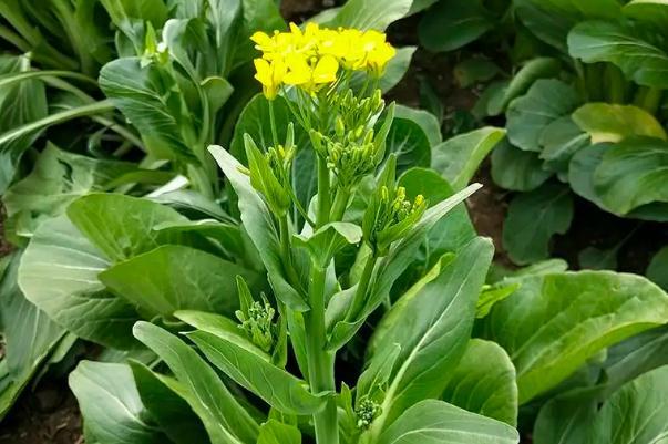 菜苔怎么保存时间更长 菜苔可以冷冻保存吗 菜苔怎么保存时间更长 菜苔可以冷冻保存吗