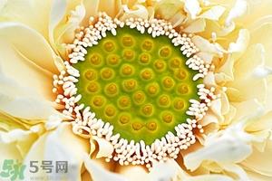 莲蓬是什么东西?莲蓬是什么颜色的? 莲蓬是什么东西?莲蓬是什么颜色的?