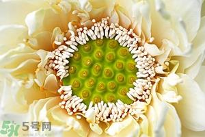 莲蓬是什么东西?莲蓬是什么颜色的? 莲蓬是什么东西?莲蓬是什么颜色的?