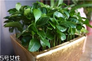 柚子籽怎么种小盆栽 柚子的子怎么种盆栽 柚子籽怎么种小盆栽 柚子的子怎么种盆栽