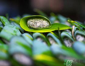 蒿子粑粑能吃吗?蒿子粑粑可以吃吗? 蒿子粑粑能吃吗?蒿子粑粑可以吃吗?
