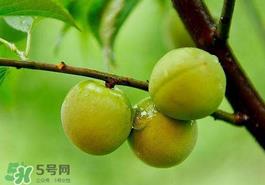 青梅果有什么好处?青梅果的功效与作用 青梅果有什么好处?青梅果的功效与作用