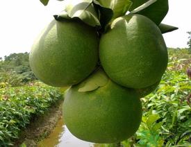 柚子一天最多吃多少?柚子一次吃多少合适? 柚子一天最多吃多少?柚子一次吃多少合适?