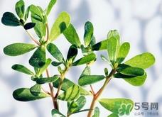 猪婆菜的营养价值_猪婆菜的功效与作用及食用方法 猪婆菜的营养价值_猪婆菜的功效与作用及食用方法
