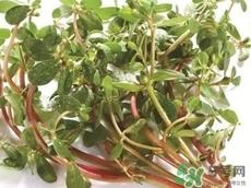 猪婆菜的营养价值_猪婆菜的功效与作用及食用方法 猪婆菜的营养价值_猪婆菜的功效与作用及食用方法