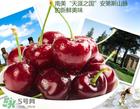 血糖高可以吃车厘子吗?孕妇血糖高可以吃车厘子吗? 血糖高可以吃车厘子吗?孕妇血糖高可以吃车厘子吗?
