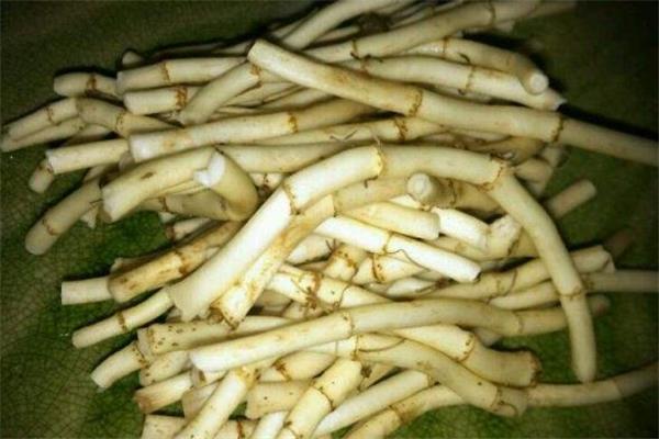 鱼腥草和桑叶能一起泡吗 鱼腥草桑叶水的功效 鱼腥草和桑叶能一起泡吗 鱼腥草桑叶水的功效