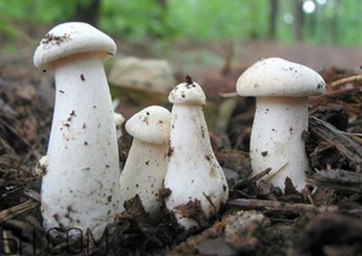 口蘑是香菇吗?口蘑怎么种植 口蘑是香菇吗?口蘑怎么种植