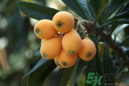 吃枇杷会拉肚子吗?吃枇杷拉肚子怎么办 吃枇杷会拉肚子吗?吃枇杷拉肚子怎么办