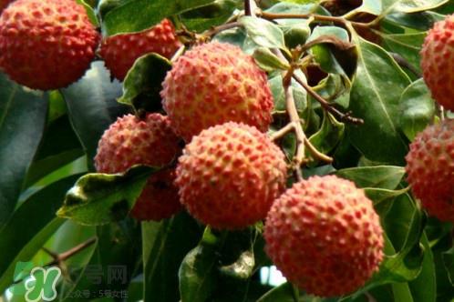 增城荔枝多少钱一斤?增城荔枝哪里的最好吃 增城荔枝多少钱一斤?增城荔枝哪里的最好吃