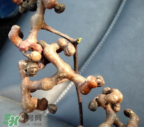 拐枣为什么没人买?拐枣学名是什么 拐枣为什么没人买?拐枣学名是什么