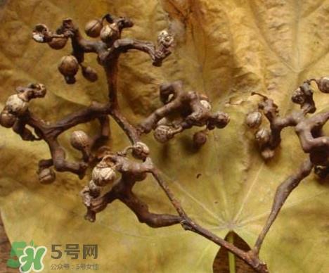 拐枣为什么没人买?拐枣学名是什么 拐枣为什么没人买?拐枣学名是什么