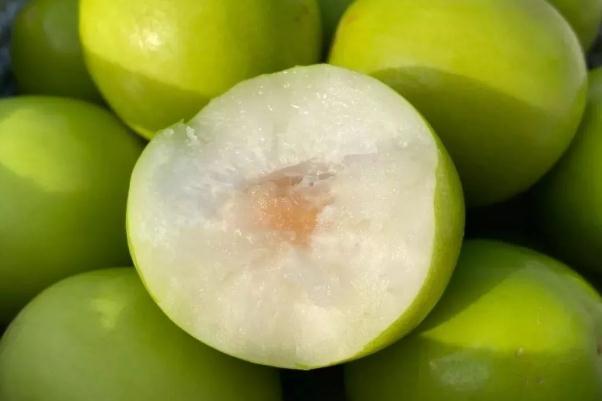 牛奶枣什么季节成熟 牛奶枣什么时候上市 牛奶枣什么季节成熟 牛奶枣什么时候上市