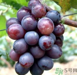巨峰葡萄怎么有酒味?葡萄有酒味还能吃吗? 巨峰葡萄怎么有酒味?葡萄有酒味还能吃吗?