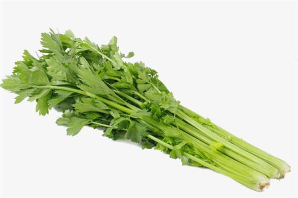 芹菜可以降高血压吗 芹菜降压效果怎么样 芹菜可以降高血压吗 芹菜降压效果怎么样