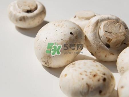 白蘑菇是什么种类?白蘑菇怎么洗才洗得干净 白蘑菇是什么种类?白蘑菇怎么洗才洗得干净