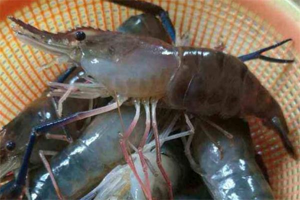 大头虾可以冷冻吗 大头虾保存方法 大头虾可以冷冻吗 大头虾保存方法