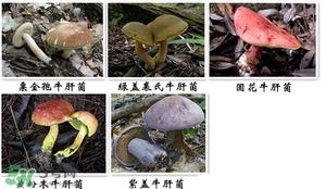 牛肝菌有毒吗?有毒牛肝菌图片 牛肝菌有毒吗?有毒牛肝菌图片